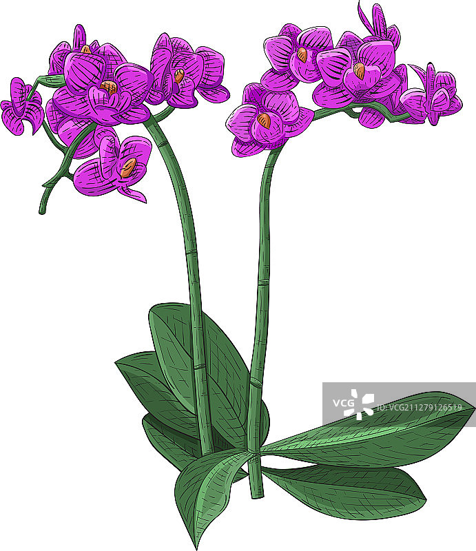 紫色蝴蝶兰手绘草图图片素材