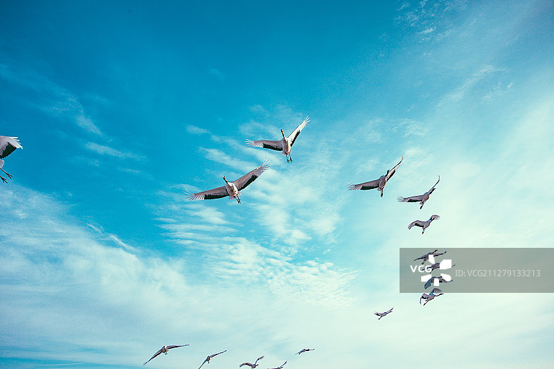 黑龙江扎龙国家级自然保护区飞翔着的丹顶鹤群图片素材