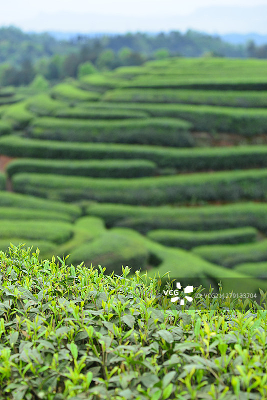 茶园风光图片素材