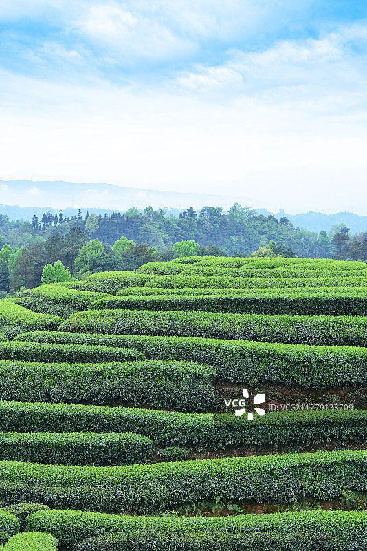 茶园风光图片素材