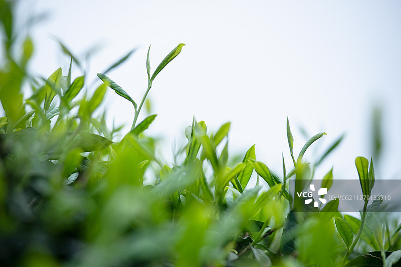 茶园风光图片素材