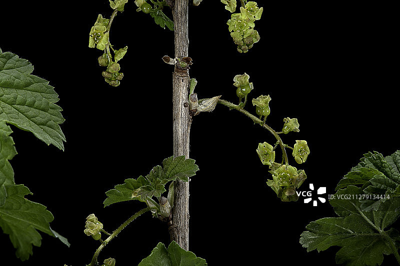 红醋栗花图片素材