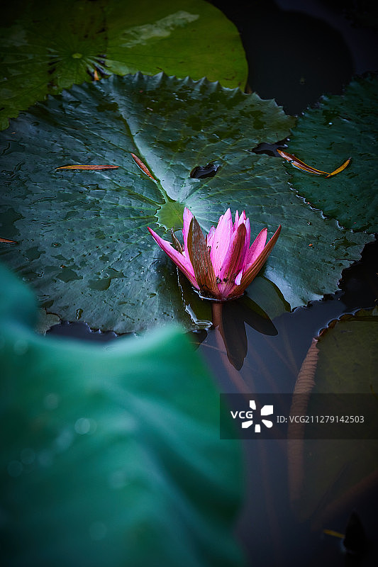 水中小荷花图片素材