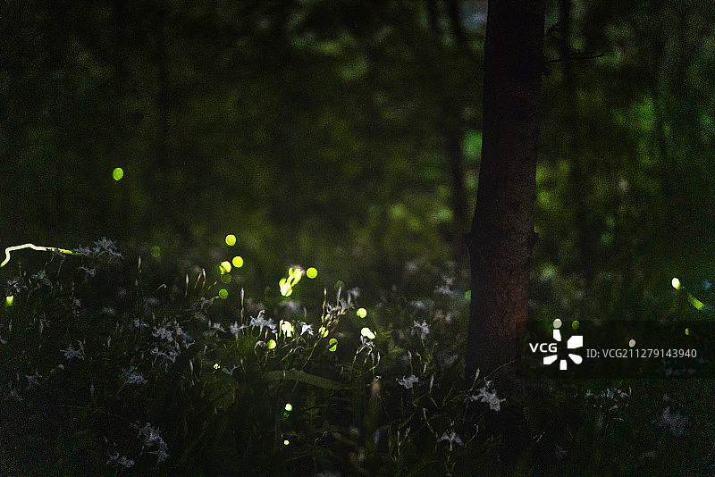 小精灵图片素材