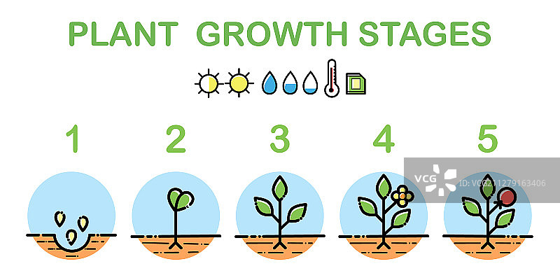 植物生长阶段信息图线稿图标图片素材