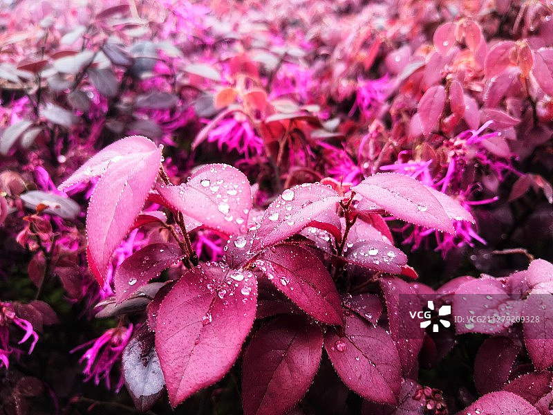 雨后的红花檵木图片素材