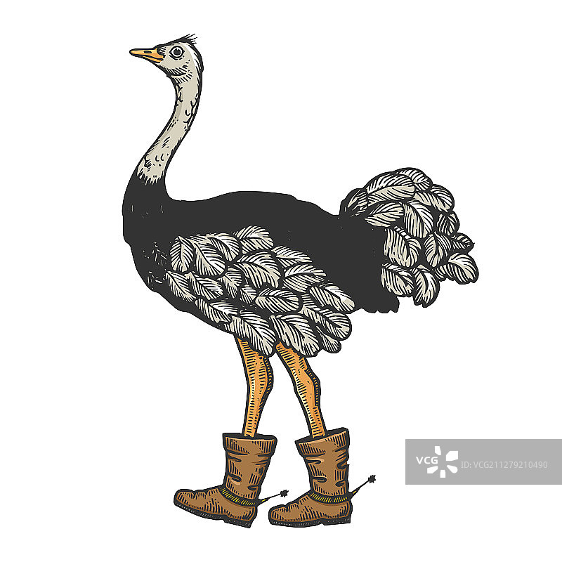 鸵鸟靴子马刺动物素描雕刻图片素材