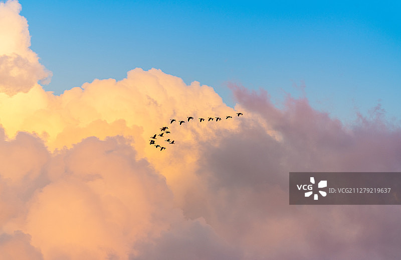 云中翱翔图片素材