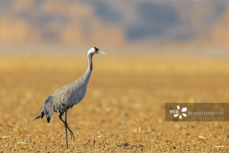 漫步的灰鹤图片素材