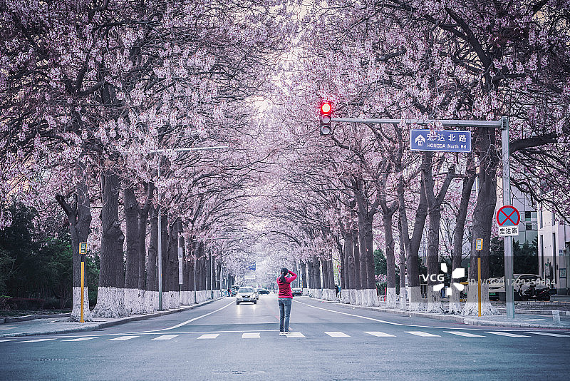樱雪大道图片素材