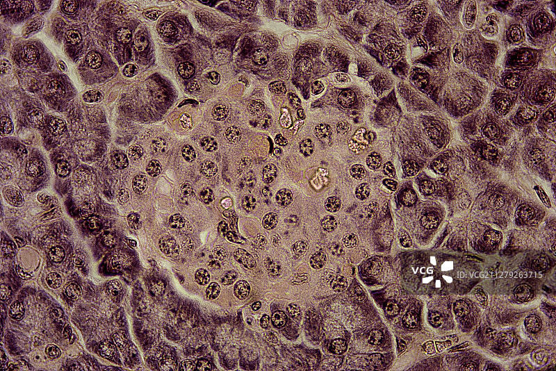胰岛-豚鼠胰腺图片素材