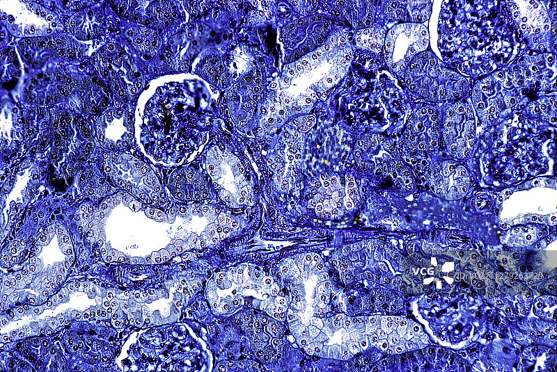 豚鼠肾脏肾小球图片素材