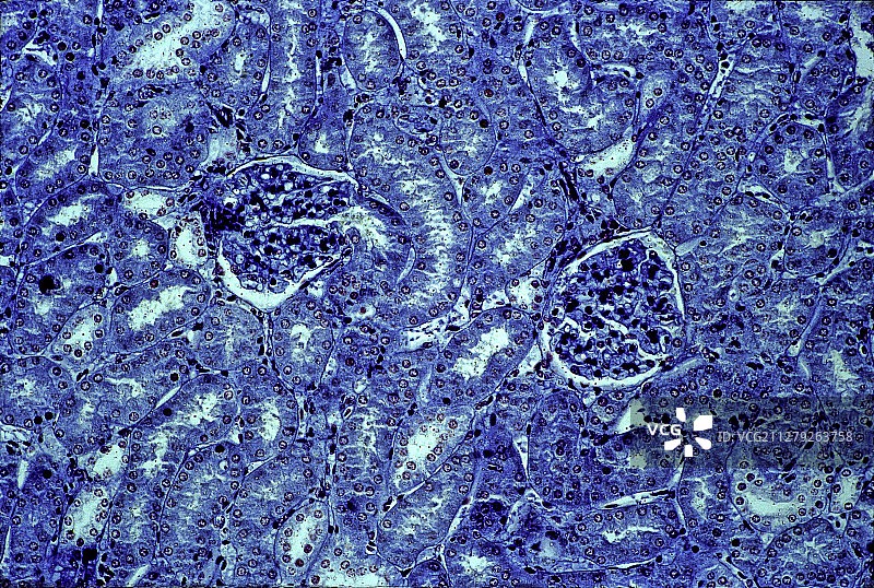 豚鼠肾脏肾小球图片素材