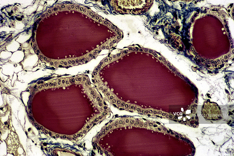 大鼠甲状腺滤泡图片素材
