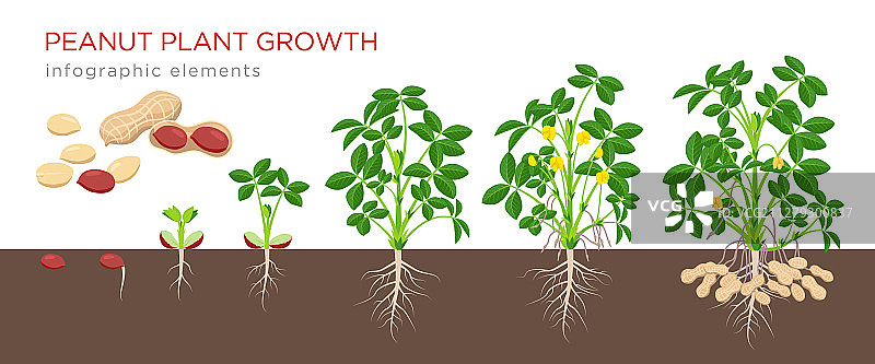 扁平风格的花生生长阶段图片素材