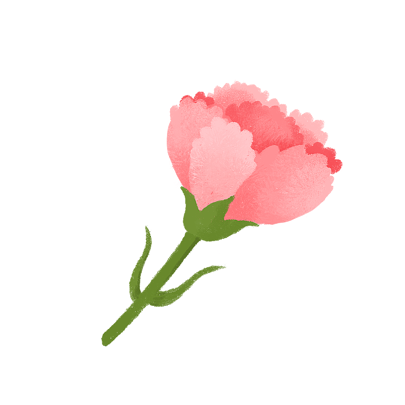 康乃馨图片素材