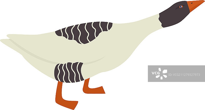 今日农场：博美犬与鹅A图片素材