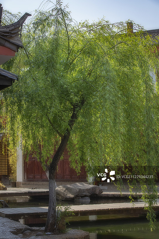 紫藤花图片素材