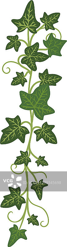 常春藤枝木本常绿装饰攀援图片素材