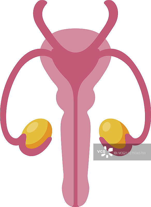 男性卵巢生殖器官解剖系统图片素材