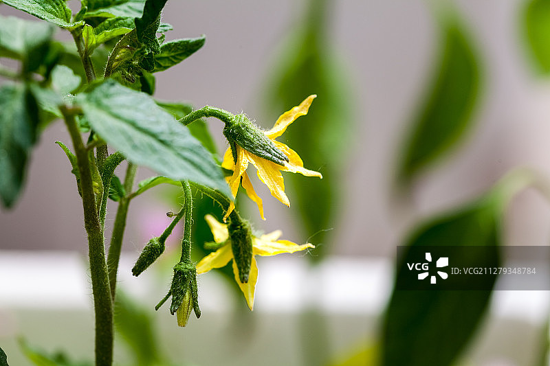 蔬菜基地里的番茄苗开花了图片素材