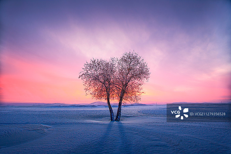 晨光 蓝色天空 树图片素材