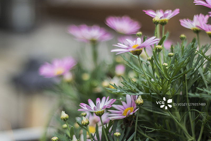春天里小花图片素材