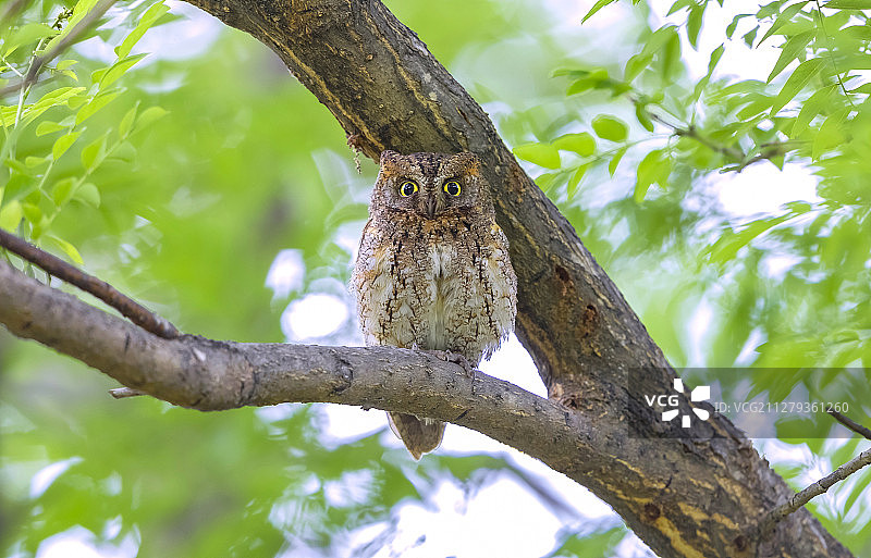 东方角鸮图片素材