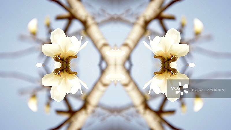 影绘白玉兰图片素材