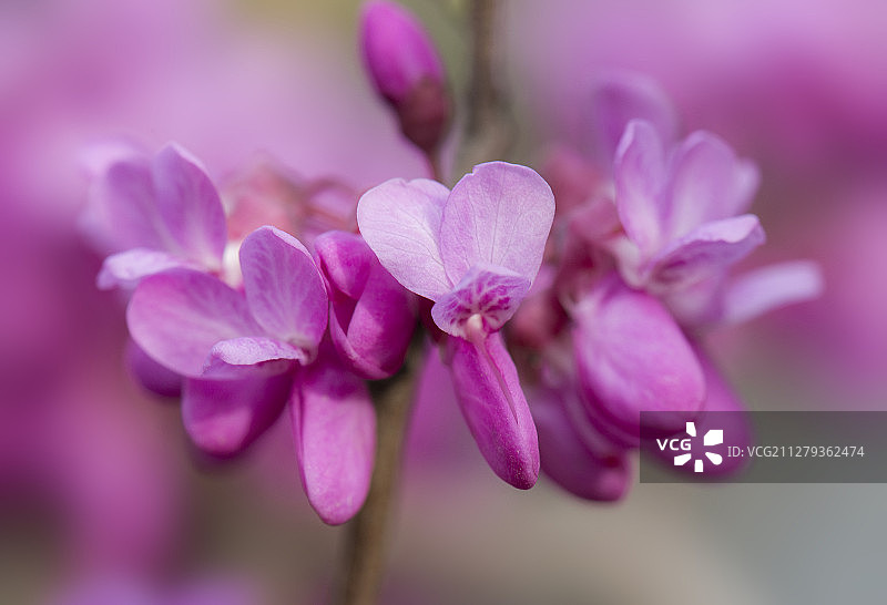 花儿开了（紫荆花2）图片素材