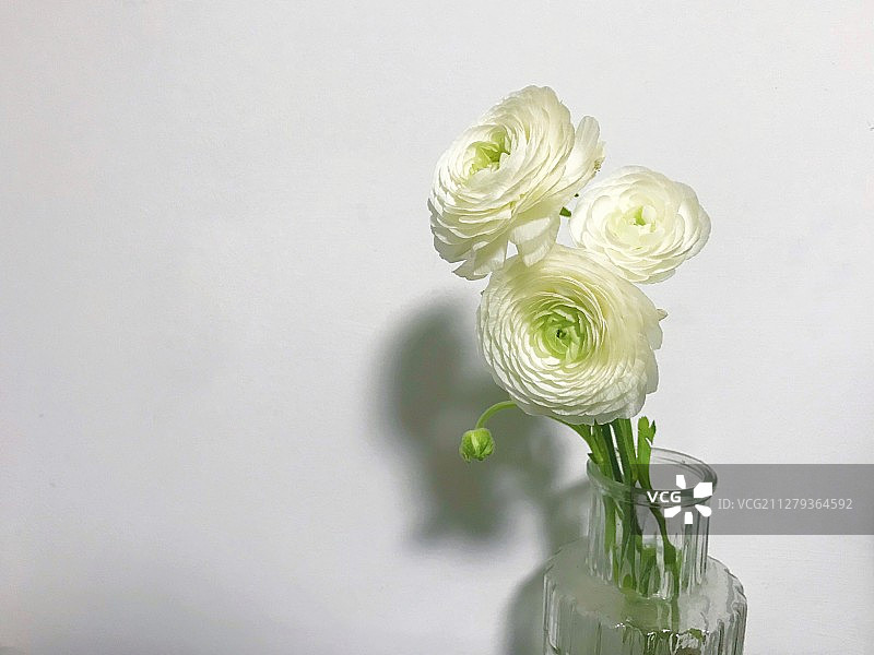 洋牡丹图片素材