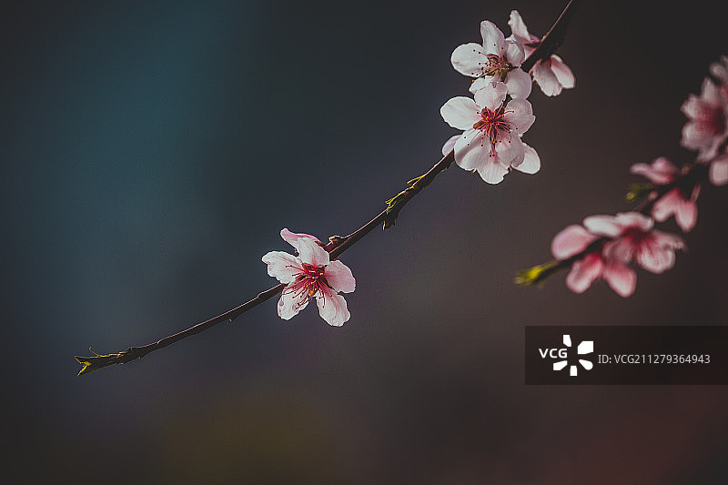 和风熏柳，花香醉人，正是春光烂漫时图片素材