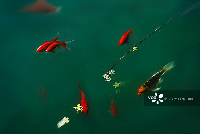 锦鲤戏春水图片素材