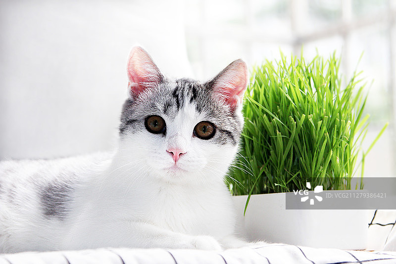 家有好猫-如有一宝图片素材