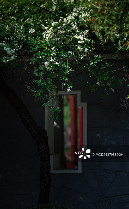 又是木香花开时图片素材