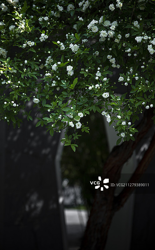 又是木香花开时图片素材