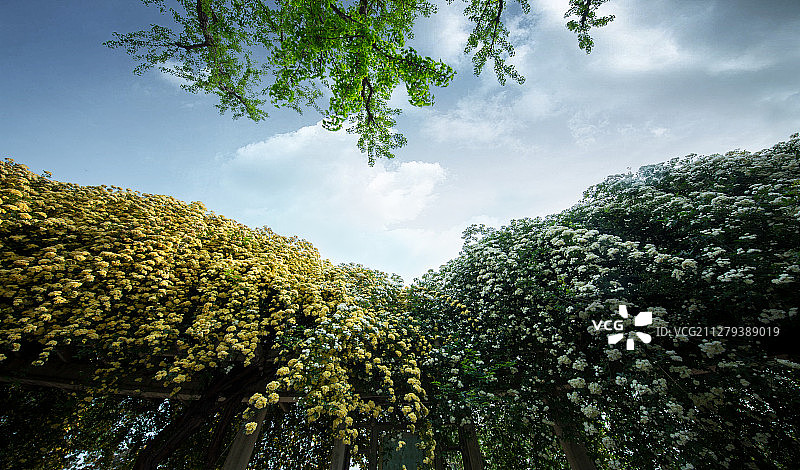 又是木香花开时图片素材