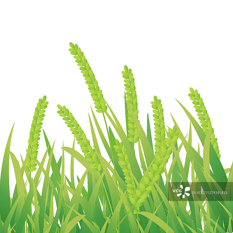 小满水稻农业小麦青色植物生长二十四节气中国风矢量插画图片素材