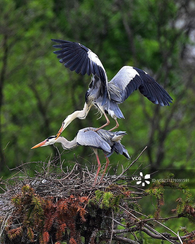 交配的苍鹭图片素材