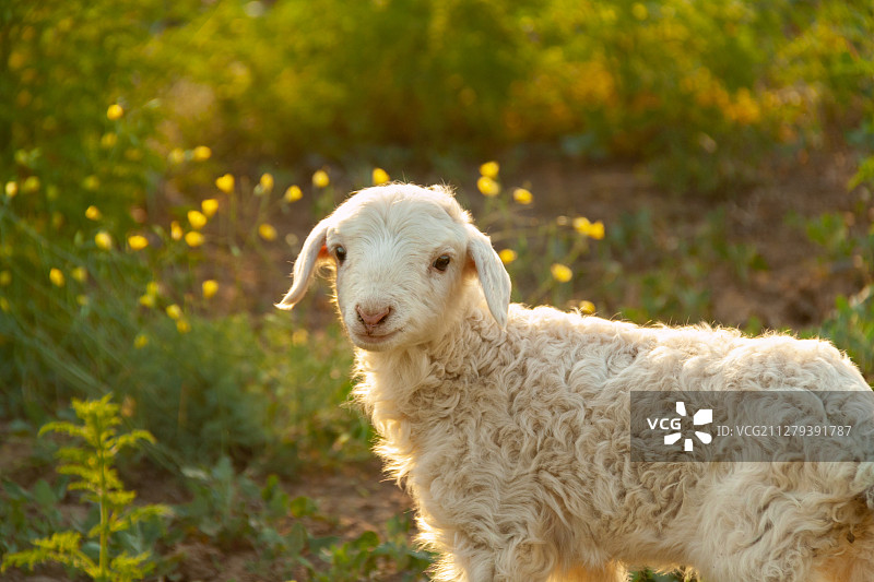 夏天出生的小羊羔图片素材