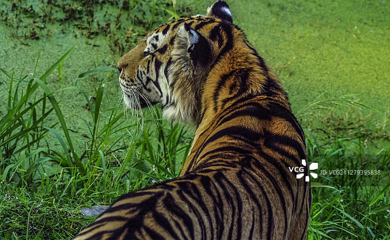 猛虎回首百威生图片素材