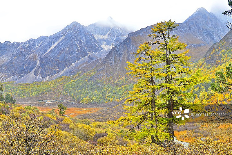 冷杉矗立，稻城亚丁风景区前往牛奶海路途回望洛绒牛场图片素材