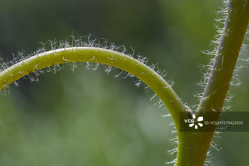 虎耳草图片素材