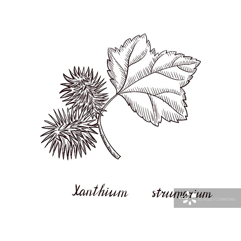 苍耳植物简笔画图片素材