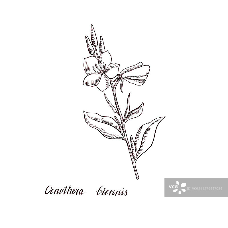 月见草植物绘画图片素材