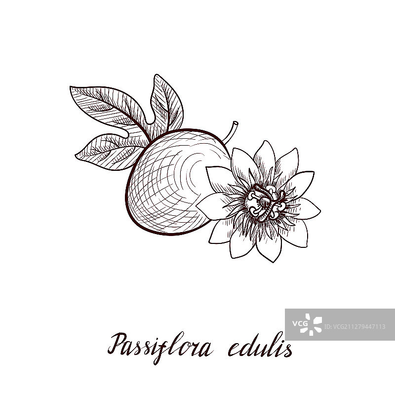 百香果和花朵绘画图片素材