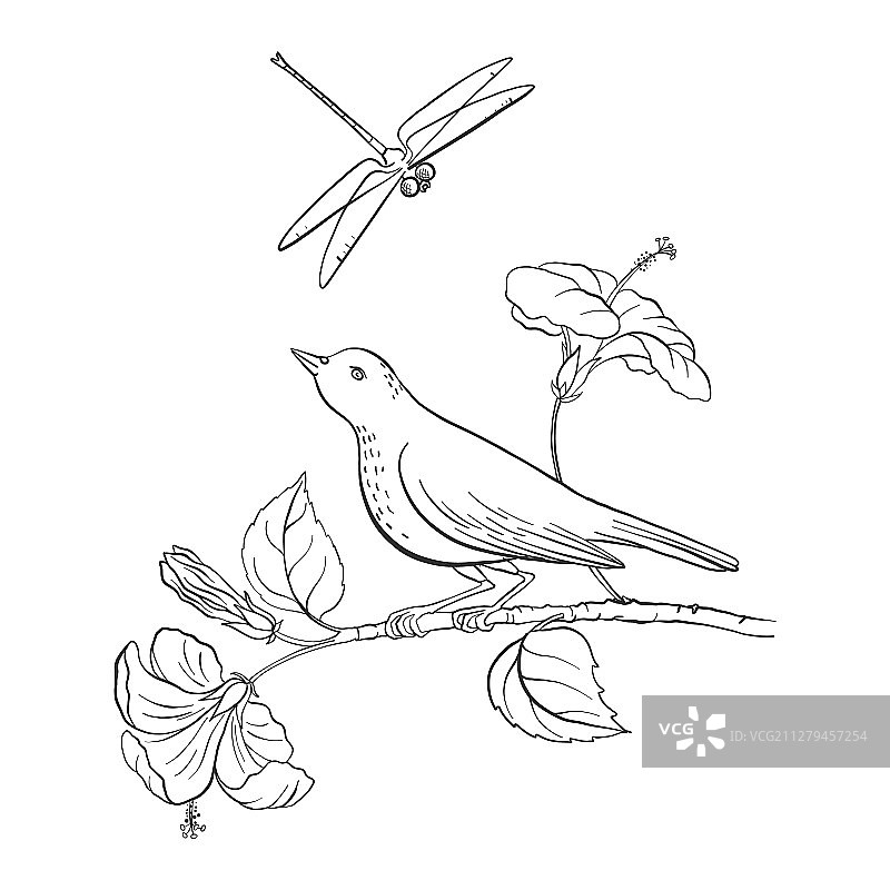 树枝上的鸟图片素材