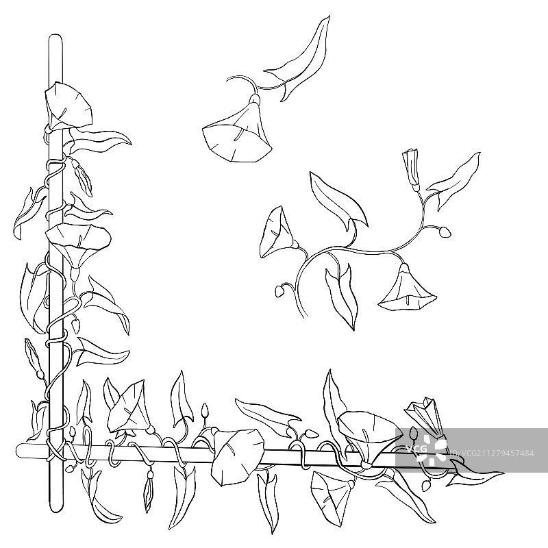 花卉元素绘画图片素材