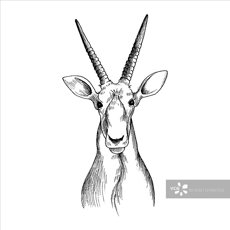 手绘羚羊头部图片素材