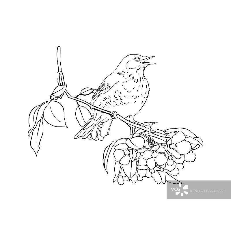 树枝上的鸟图片素材